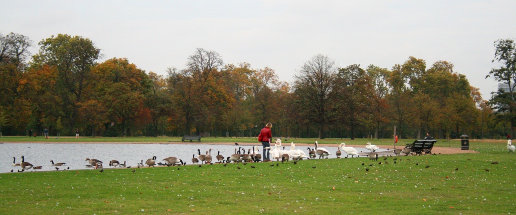 Canards à Hyde Park