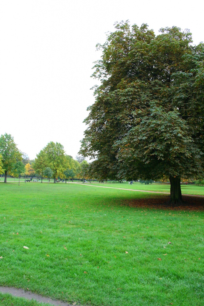 Pelouse anglaise et grand arbre à Hyde Park