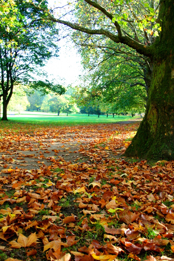 Allée à Hyde Park sous les feuilles